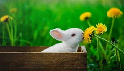 开云-V7.7.2 版本